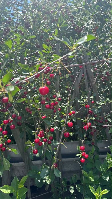 Продам дачу ПК Энергетик