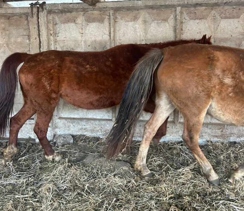 Кобылы с откорма