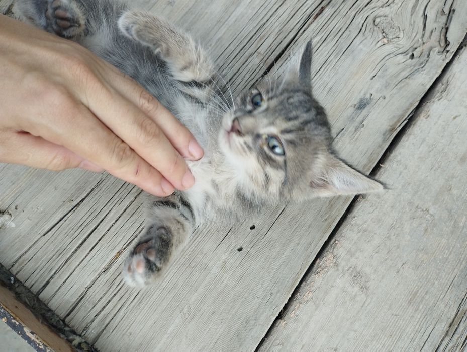 Sharqiy oilalarning yashirin kamera pornosi