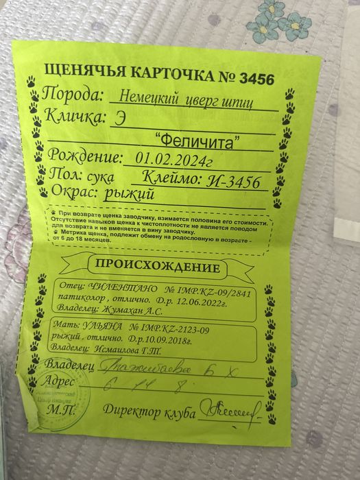 щенок шпица бронь