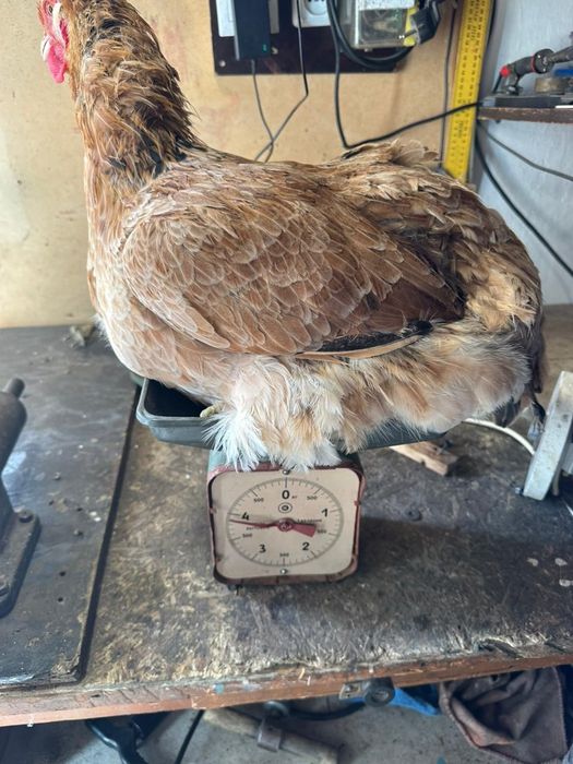 Инкубационное яйцо