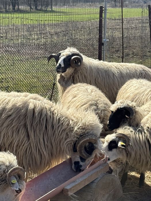 De vanzare 2 berbeci brezi de Hateg