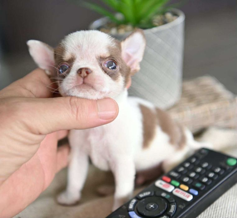 Мъжко миниатюрно чихуахуа бяло шоколадово