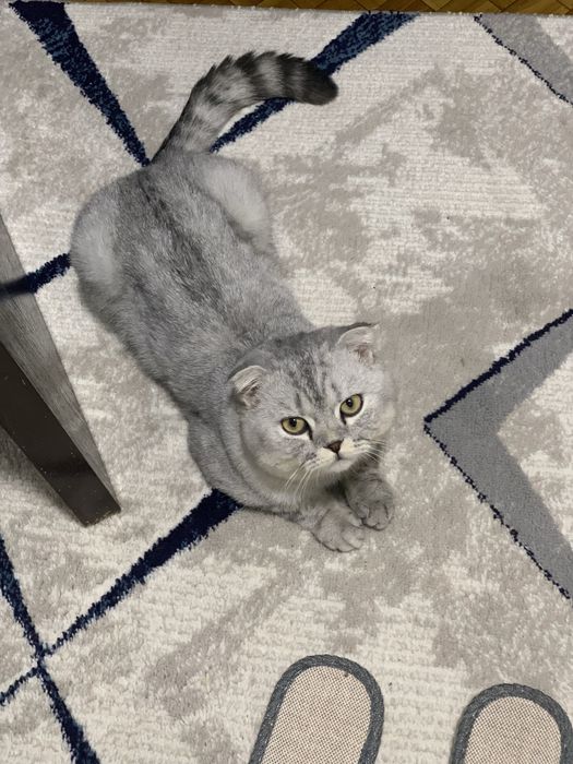 Вяска Скотиш Фолд