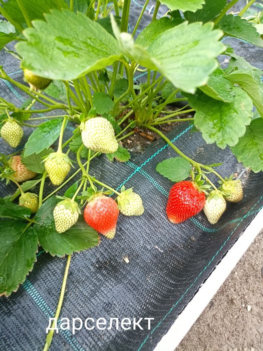 Продам рассаду клубники