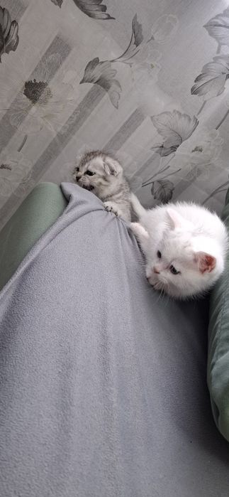 Шотландские котята девочки