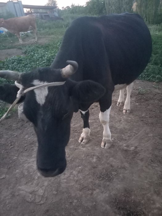 Карова Сиыр Сауын буаз