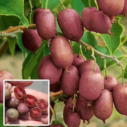 Киви 'Ken's Red' (Червено киви)