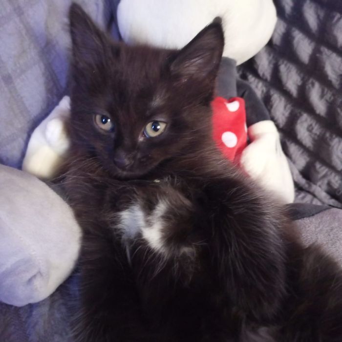 Отдам котят в добрые руки