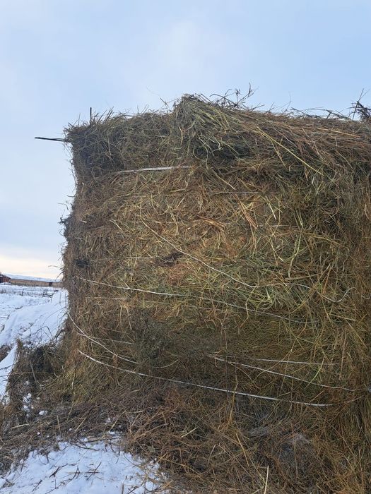 Продам сено в тюках