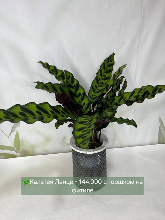 Хойя, Калатея, Антуриум и др