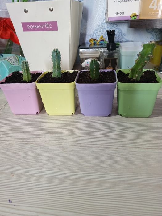 Мини-кактусы продам