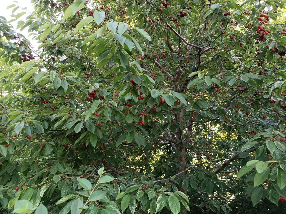 Yuqori Chirchiq yangibozor kavardonda uchastka sotiladi