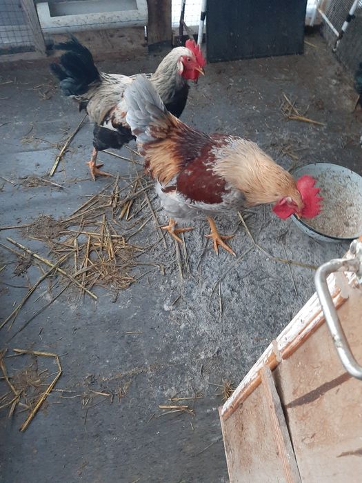 Қораздар сатылады