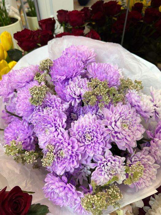 Хризантемы фиолетовые