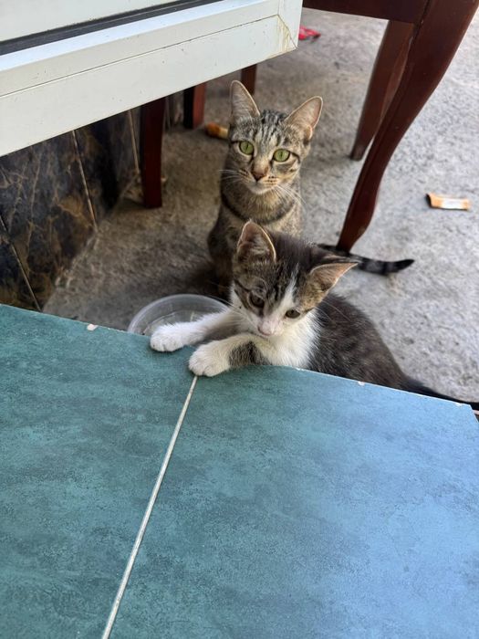 Отдам котят в хорошие руки домашние аккуратные бабушка Сиамский