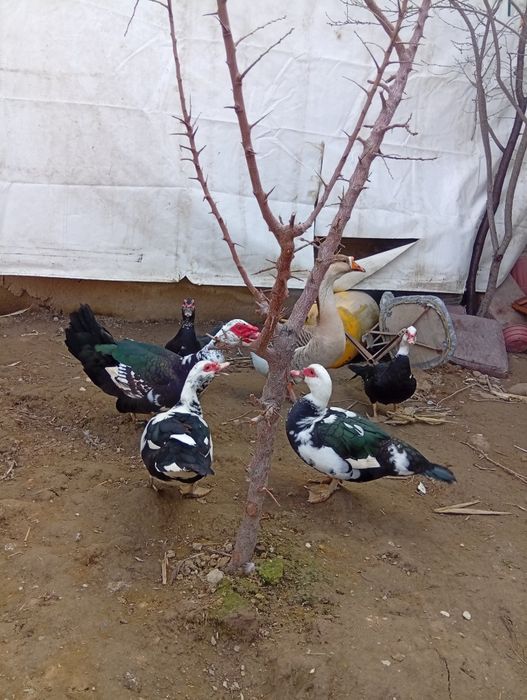 Indautka va g'oz sotiladi