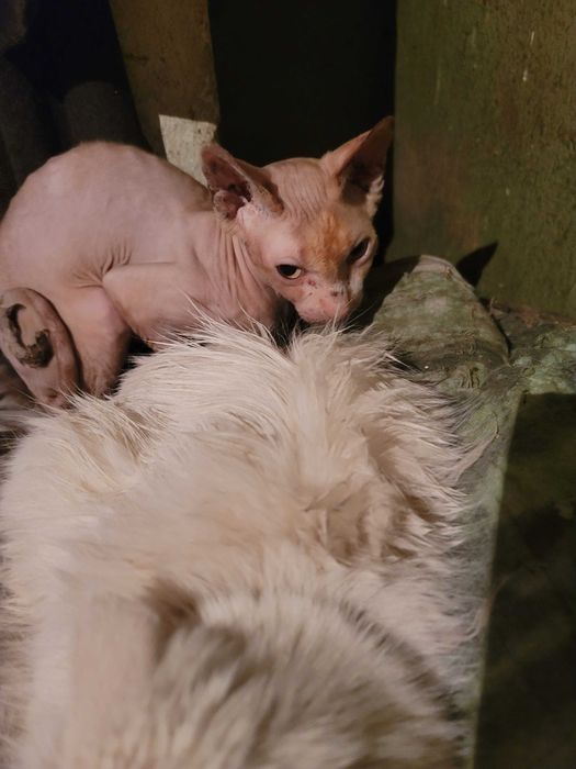 Отдам кошек в добрые руки