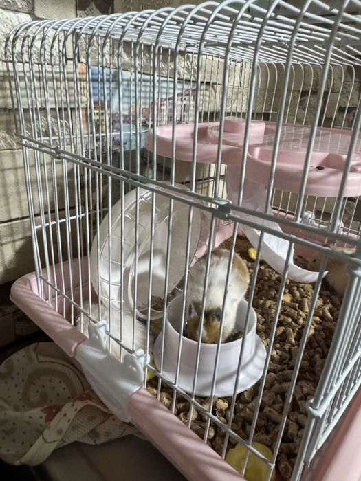 хамичеклар сотилади кафаси билан