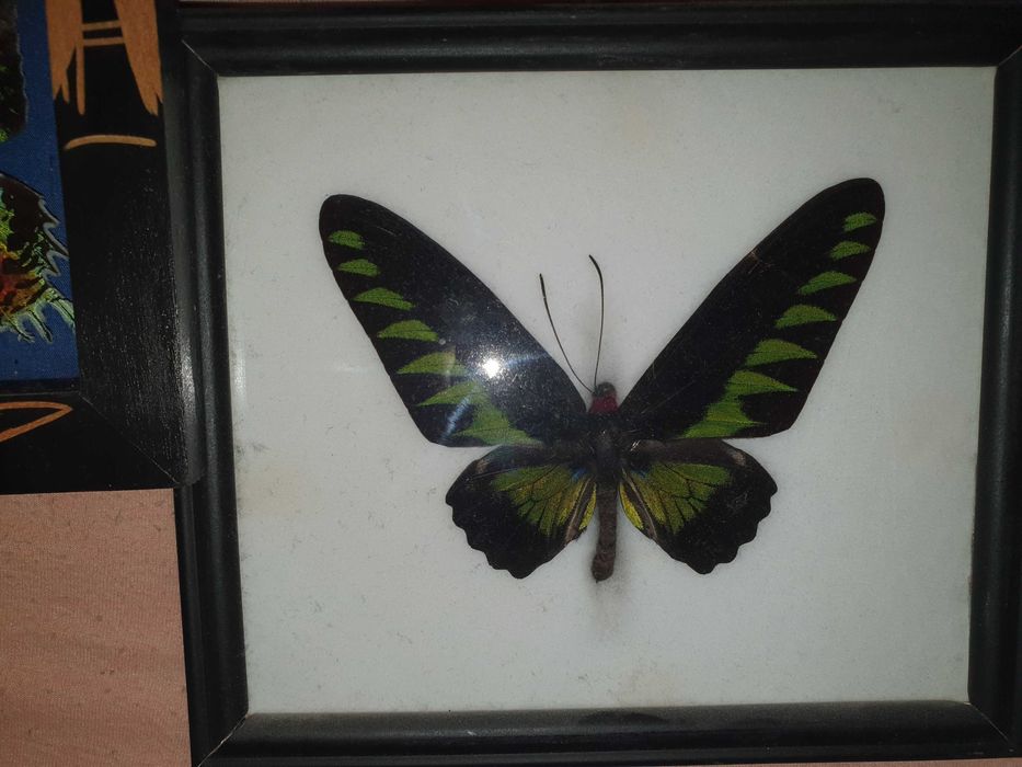 Истински пеперуди - в рамка