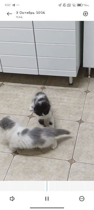 вислоухий котенок