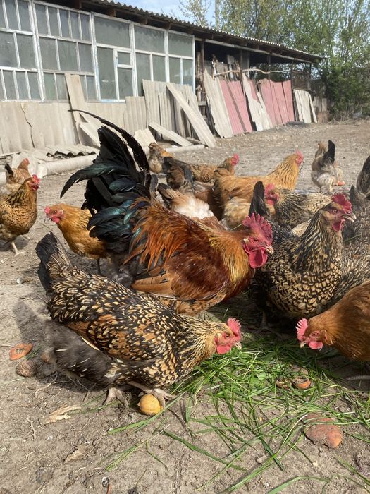 Продам яйца по 200 тг инку