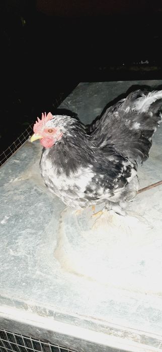 100mingdan  kelisamiz