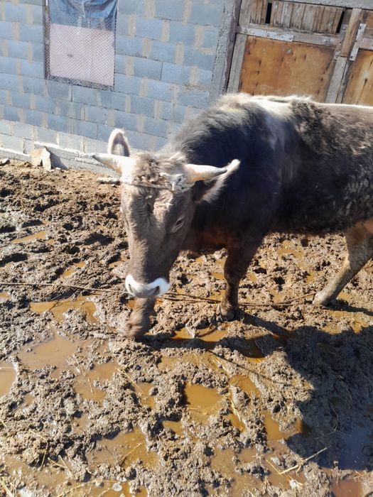 Алатау асыл тұқымды бұқа сатылады