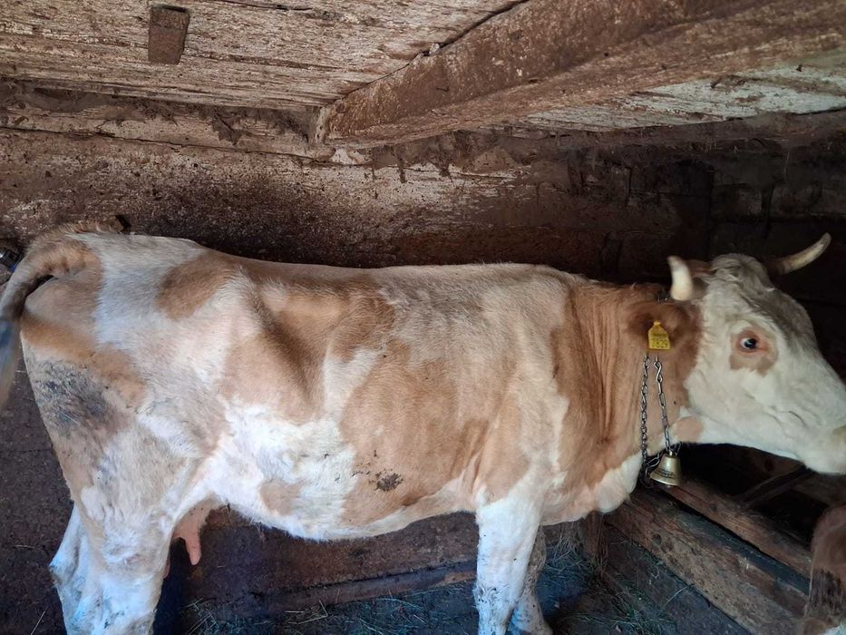 Vaca cu vițel de vânzare