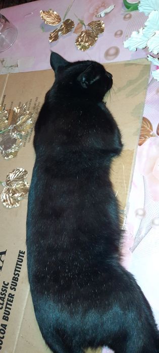 Er uchun sperma video