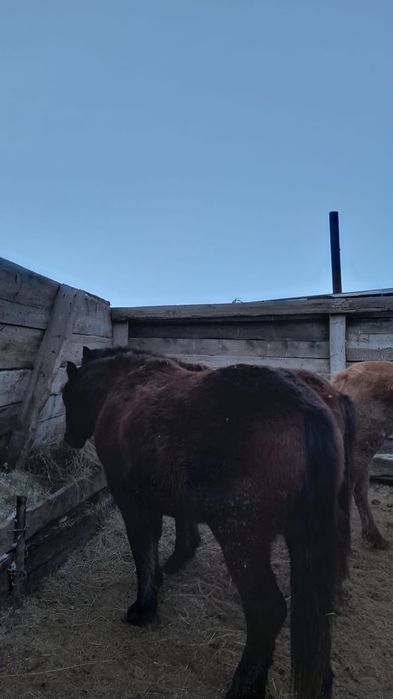 Продам жерепчиков.