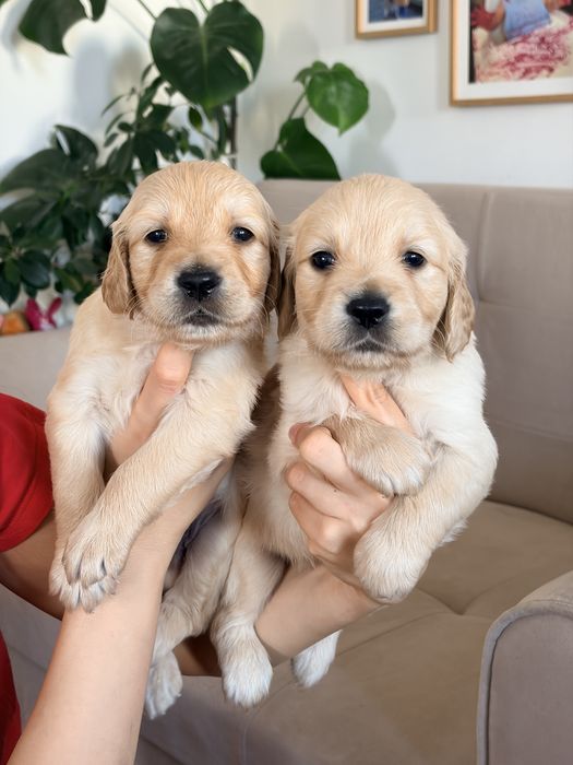 Кученца голдън ретривър