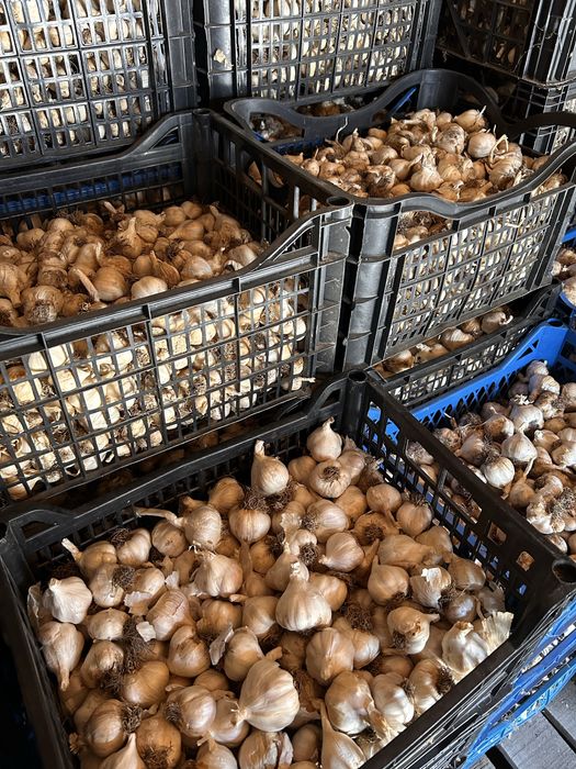 Usturoi Românesc, Recolta 2025, Natural