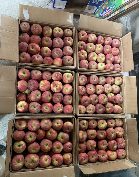 Апорт Алматинский!