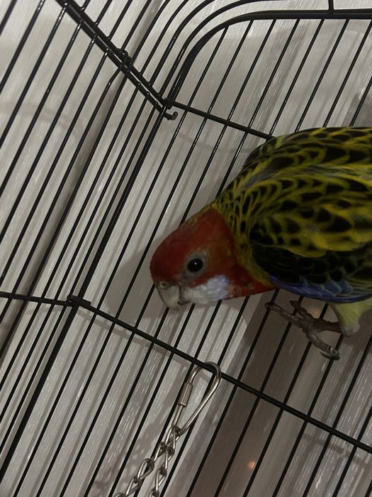 Vand Papagal Rosella, cusca, accesorii si mancare