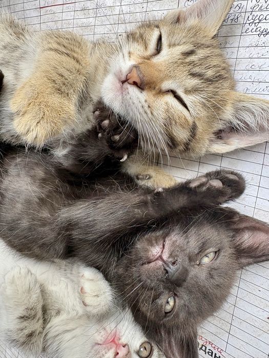 Отдам котят в хорошие руки
