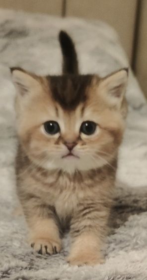 Золотой Шиншилла ny25