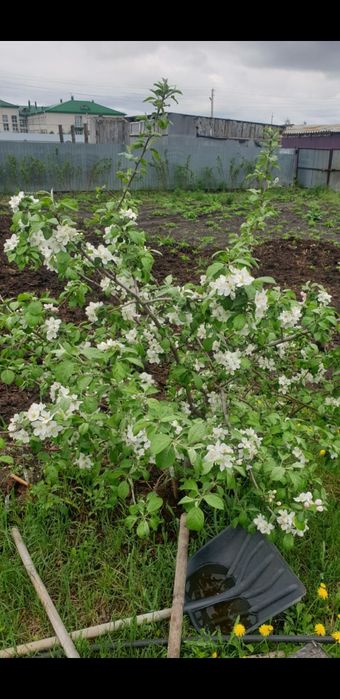 продам дом с.Байтерек