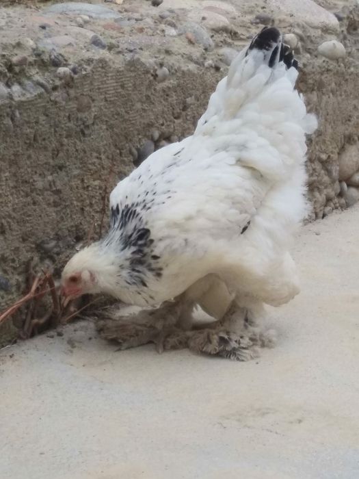 Продаются цыплята Брама 4месяца не дорого 500т за всех. Жужа Брама сот