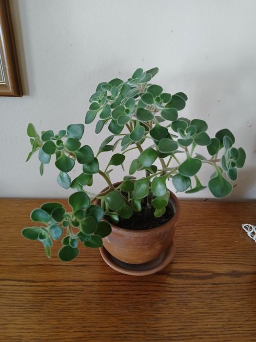 Продавам цветето на парите - 1 брой