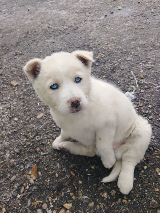 Щенки хаски галуба глази