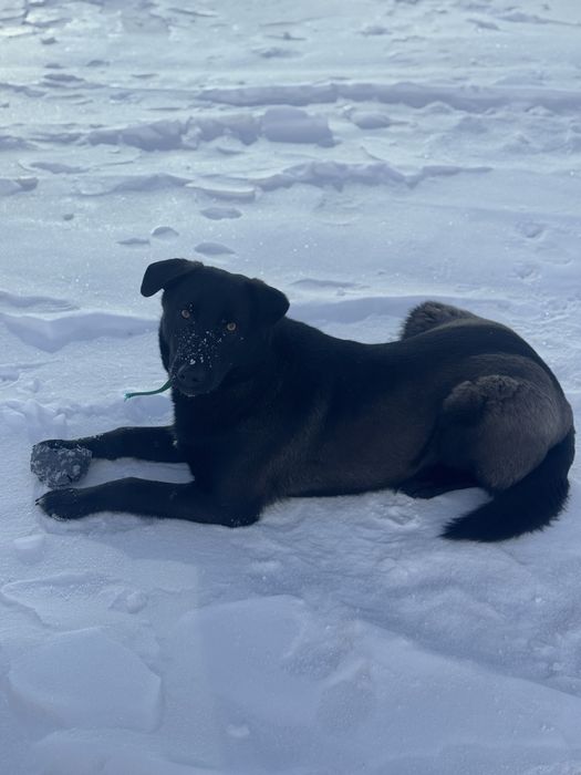 В самые добрые руки Актос и Бэлла!