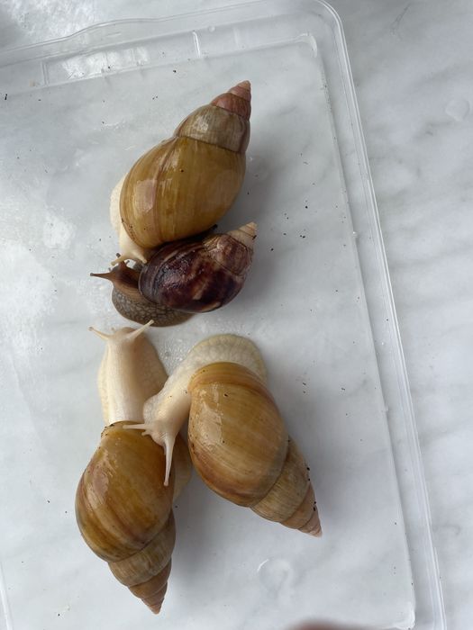 Улитка альбинос ахатин