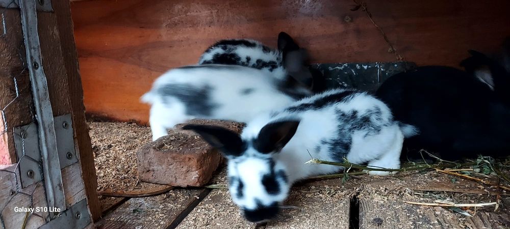 Vând iepurași fluture german