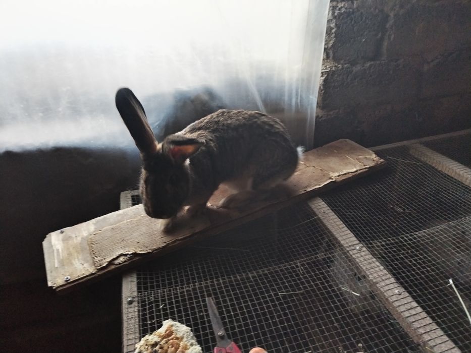 Quyon sotlad soglom boqilgan