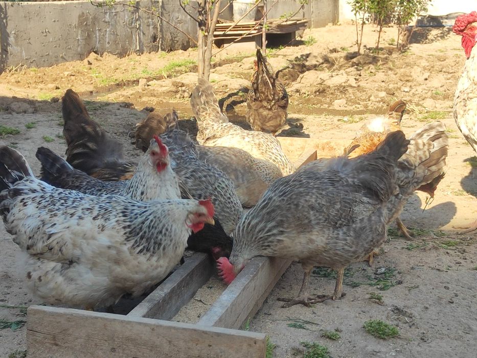 Тауыктар сатылады срочно