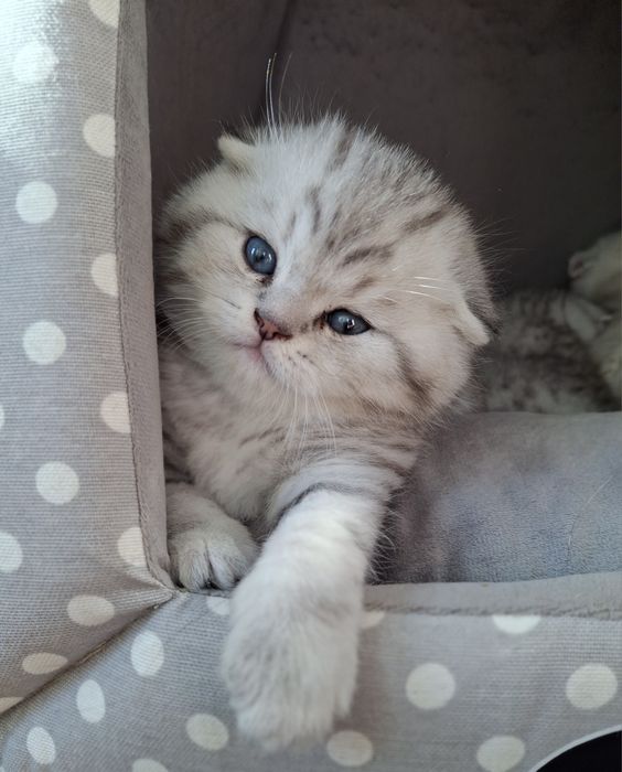 Шотландско  коте,сребърна чинчила