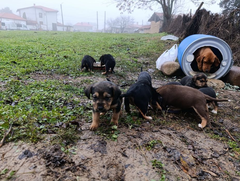 Подарявам кученца