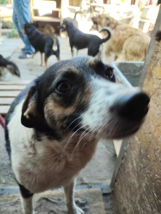 Собака ищет дом и семью