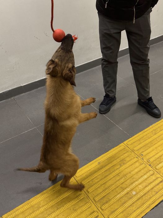 Щенок белгийский малинуа